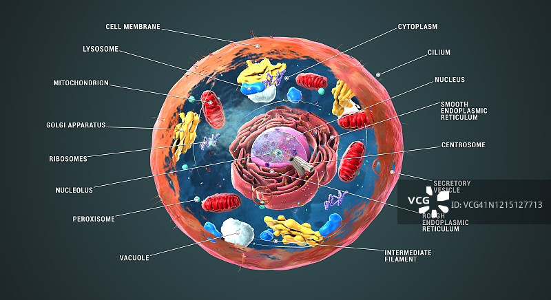 动物细胞结构，图示图片素材