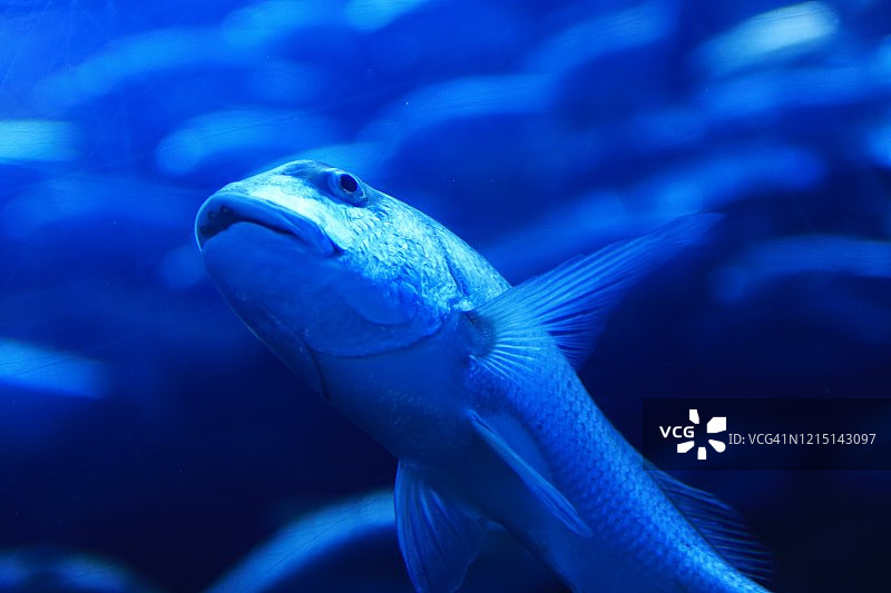 蓝色鱼图片素材