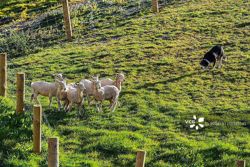牧羊犬驱赶羊群，新西兰图片素材