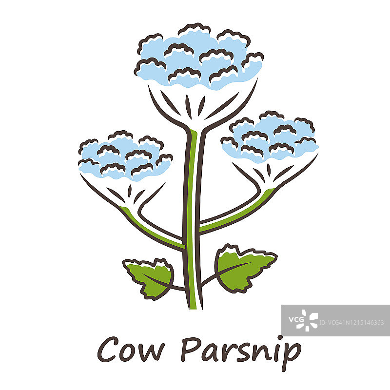 蓝色款野防风草图标图片素材