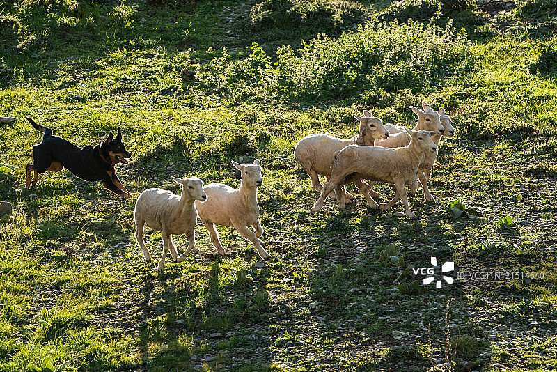 牧羊犬驱赶羊群，新西兰图片素材