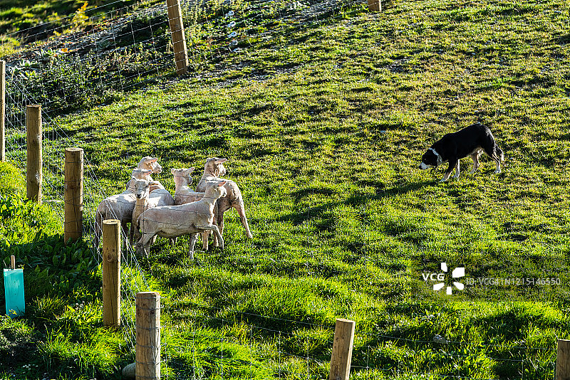 牧羊犬驱赶羊群，新西兰图片素材