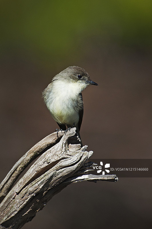 秋季迁徙时栖息在枯树上的小墩尾鹟图片素材