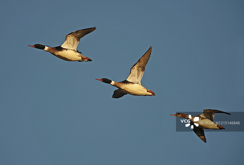 飞行中的雄性红胸秋沙鸭图片素材