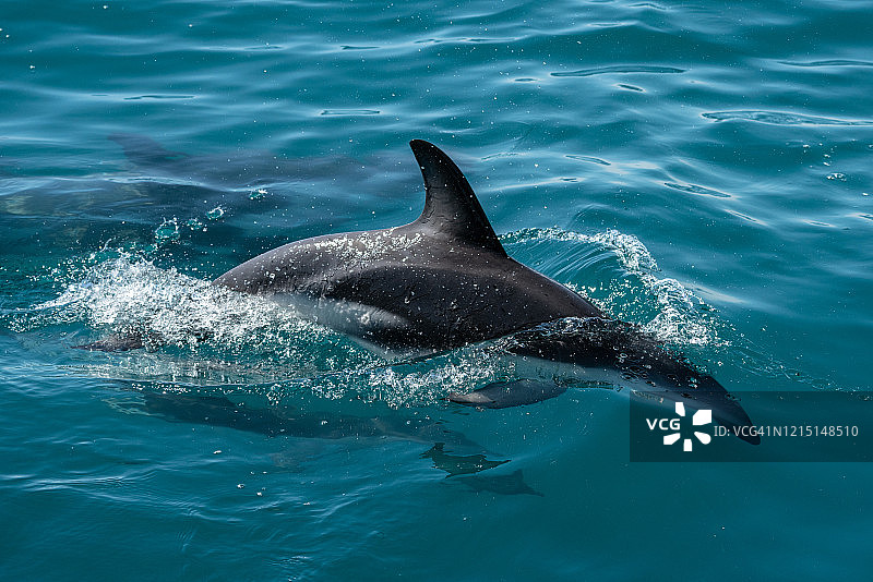 凯库拉的新西兰暗色海豚图片素材