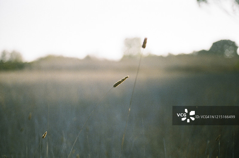 前景聚焦，一片草叶在日落背景下突出图片素材