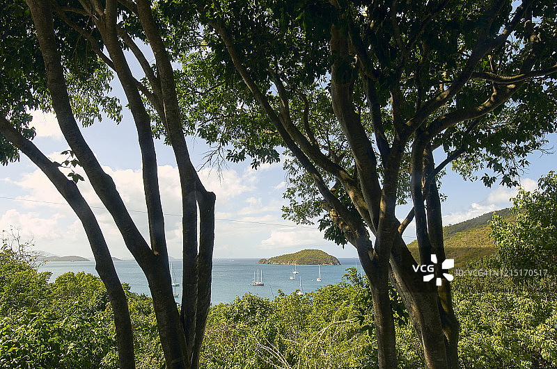 从两棵树中拍摄的圣托马斯海洋景色图片素材