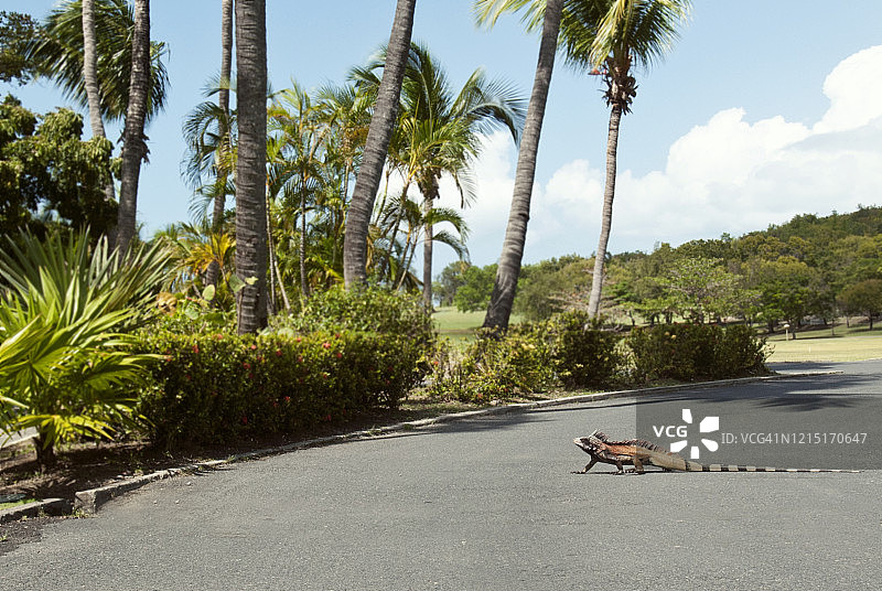 在美属维尔京群岛圣托马斯路边走过的鬣蜥图片素材