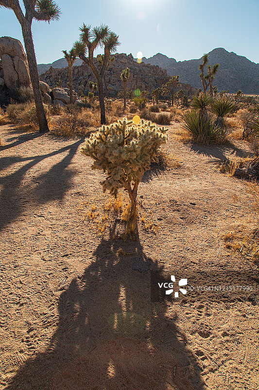 约书亚树国家公园中仙人掌阴影下的泰迪熊图片素材