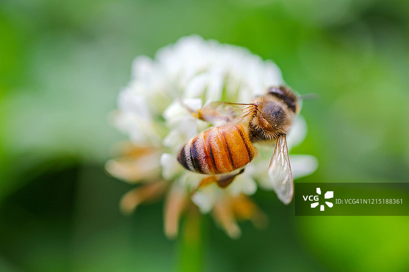 蜜蜂在白色三叶草花朵上图片素材