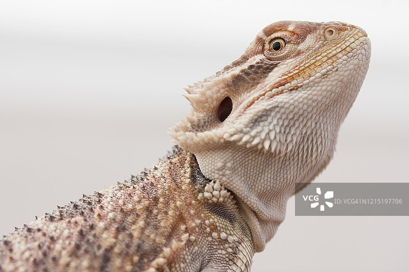 松狮蜥图片素材