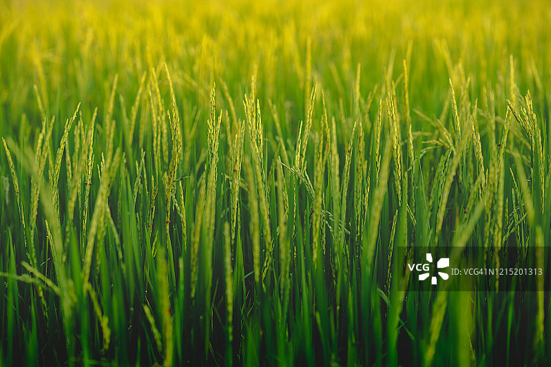 泰国农业稻田图片素材