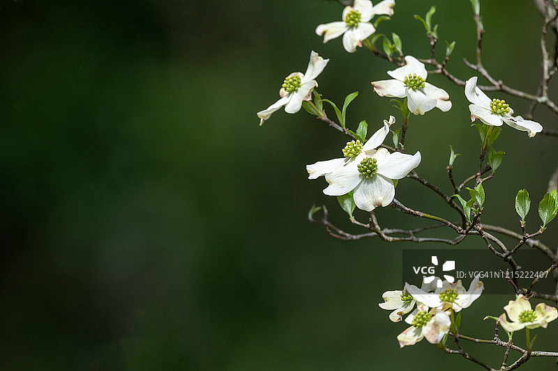 山茱萸树图片素材