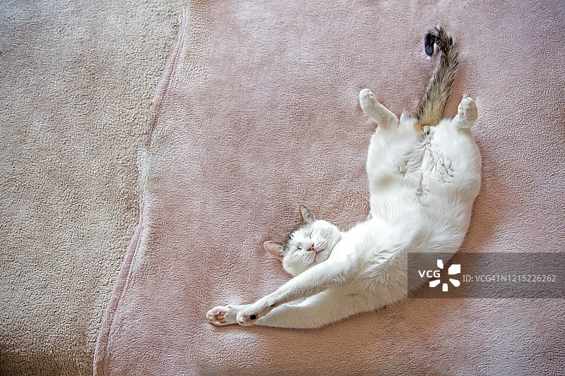 睡觉的猫图片素材