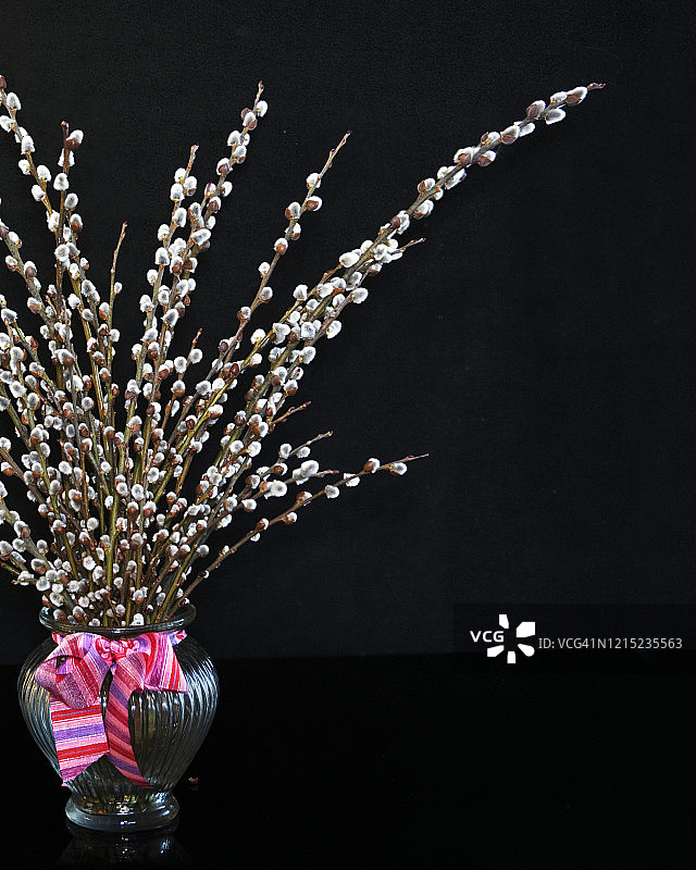 毛茸茸的柳树花束图片素材