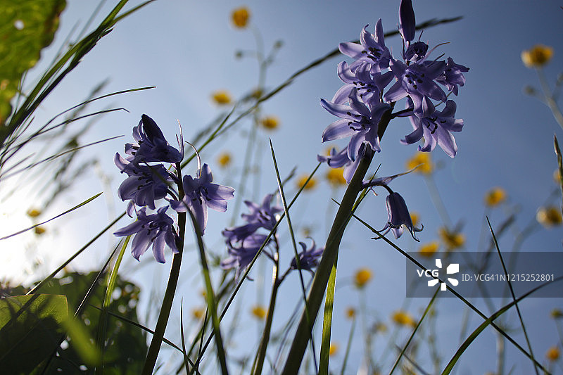 英国花园图片素材
