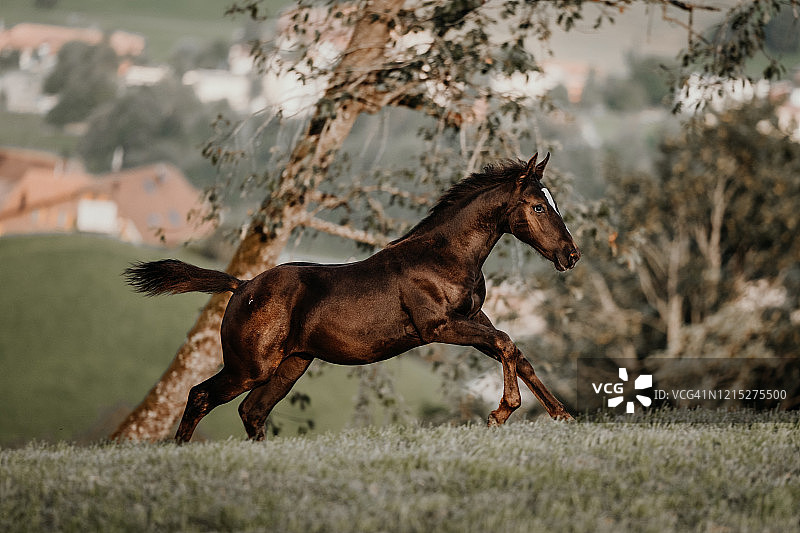 自由驰骋的小马驹图片素材