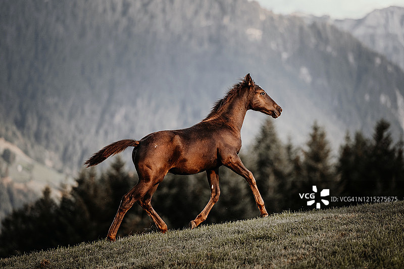 山间小马驹图片素材