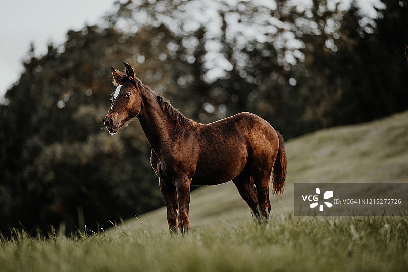 草地上奔跑的小马驹图片素材