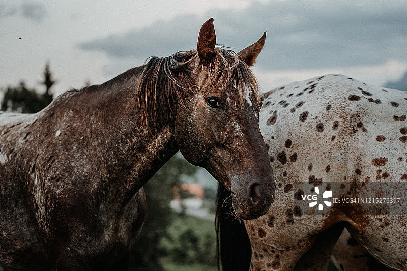 阿帕卢萨马肖像图片素材