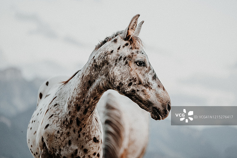 阿帕卢萨马驹图片素材