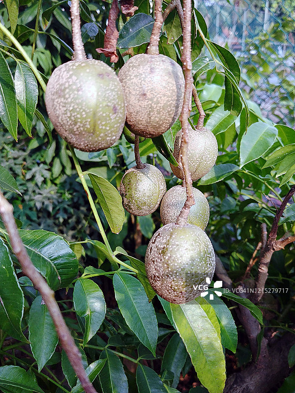 冷东、安巴雷拉、六月李果图片素材