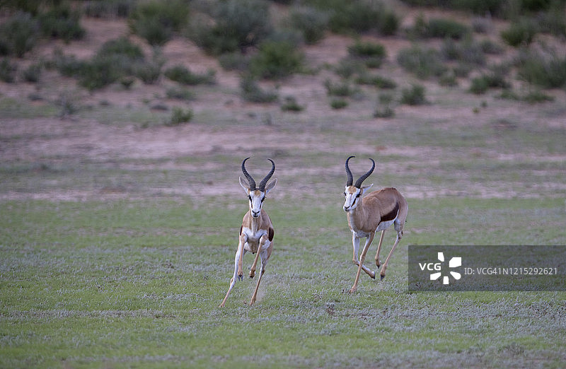 在沙漠中奔跑的跳羚图片素材