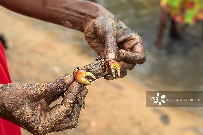 一位土著妇女沾满泥土的手拿着一只在红树林中捕获的小泥蟹图片素材
