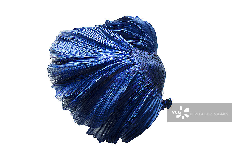 斗鱼尾巴图片素材