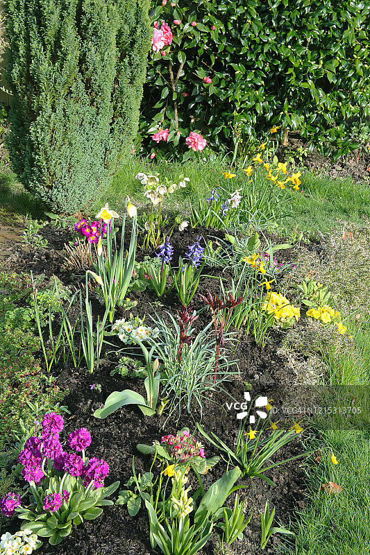 春天英式家庭花园中的花坛和刺柏树图片素材