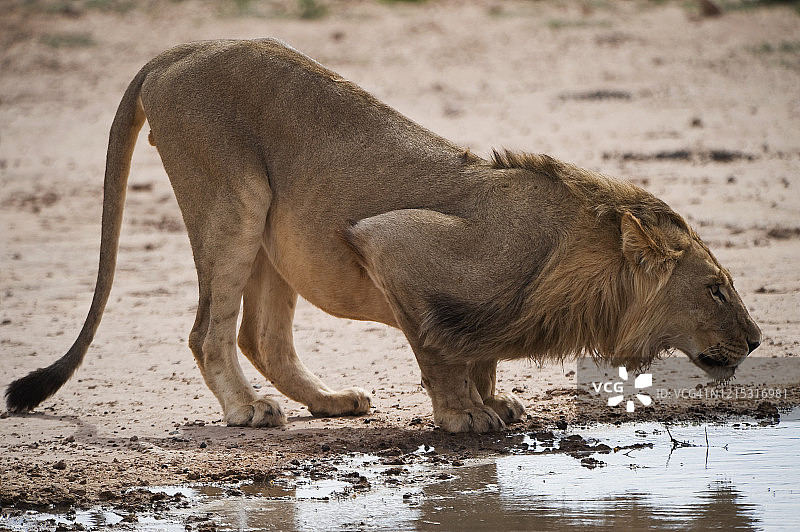 卡拉哈里狮子在水坑旁图片素材