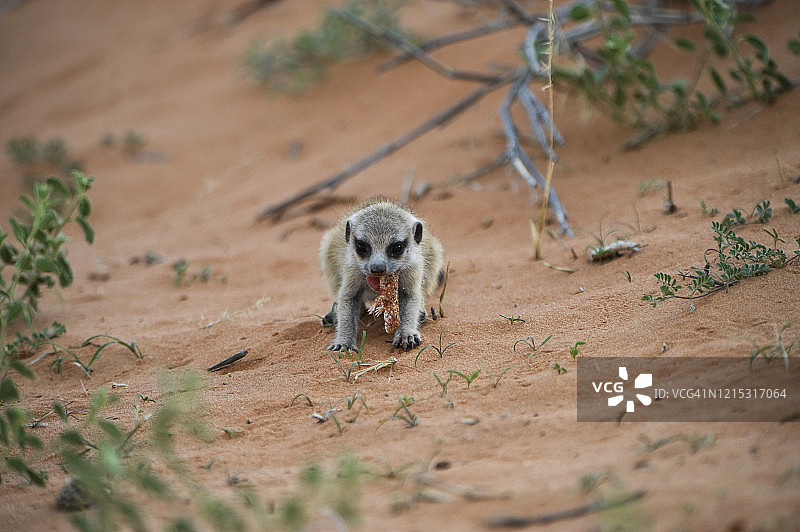 小狐獴和它的第一份猎物，卡拉哈迪跨国公园图片素材