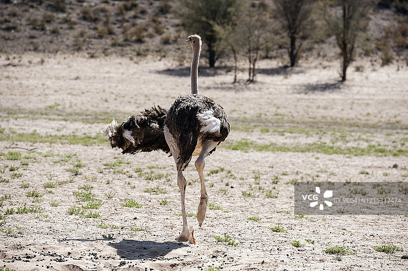 奔跑中的雌性鸵鸟图片素材