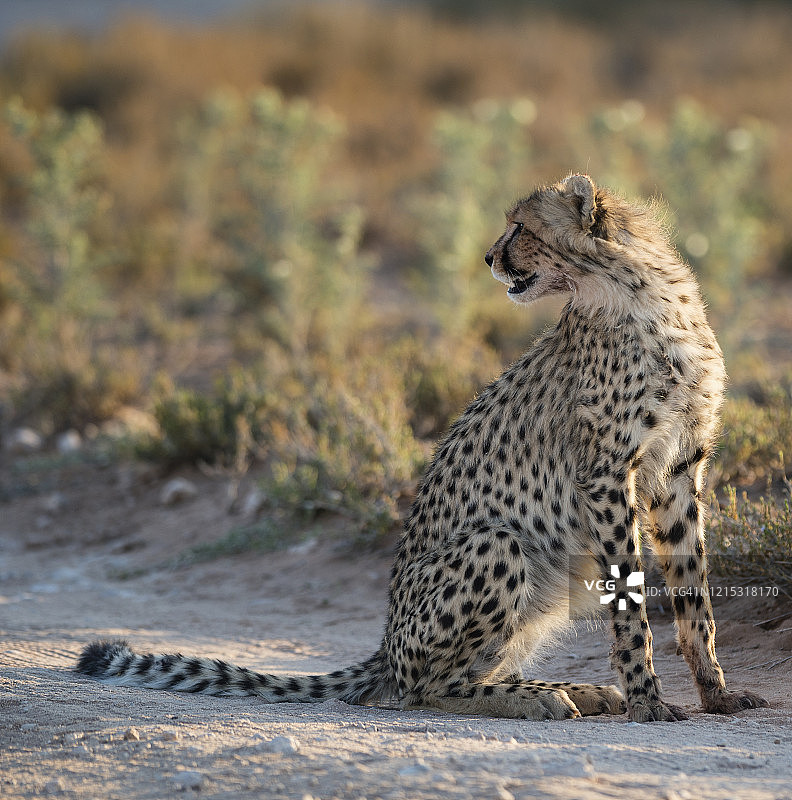 卡拉哈迪跨界公园中回望的猎豹图片素材