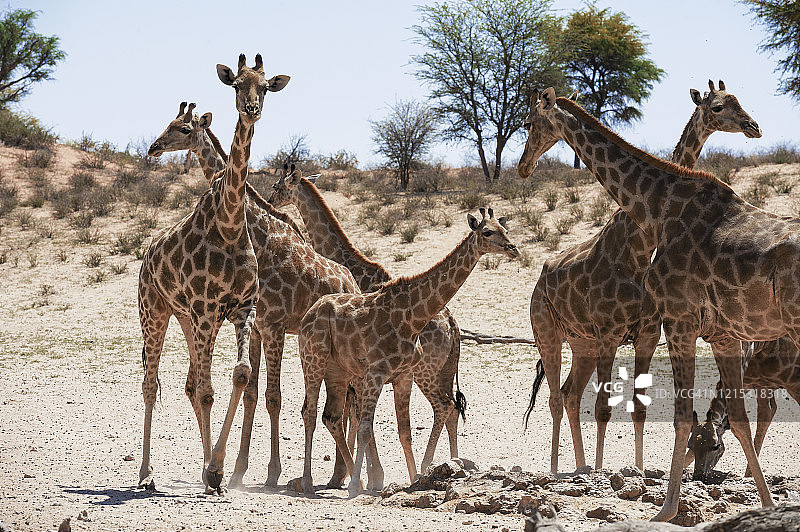 卡拉哈迪跨国公园水塘边的长颈鹿图片素材
