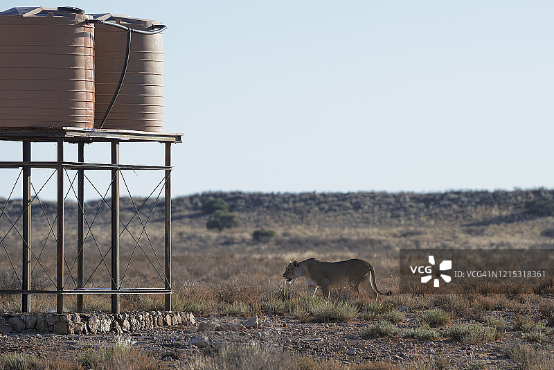 卡拉哈迪跨境公园：走向水箱的母狮图片素材