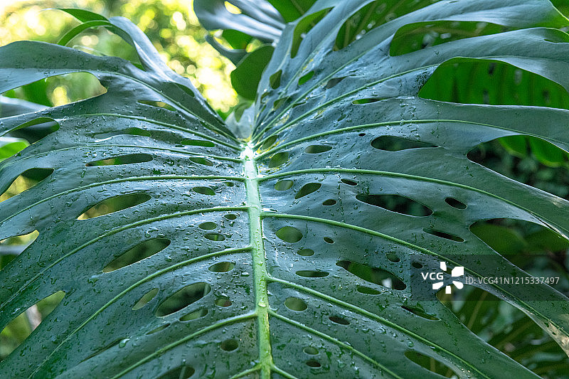 古巴索罗阿的马拉加植物大叶子图片素材
