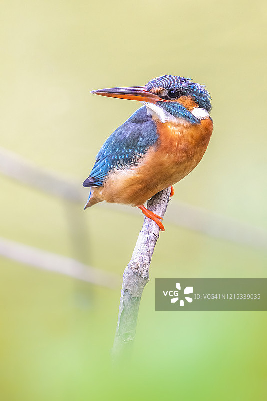 普通翠鸟图片素材
