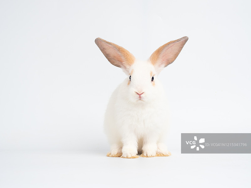 可爱的宝宝白色兔子坐在白色背景上图片素材