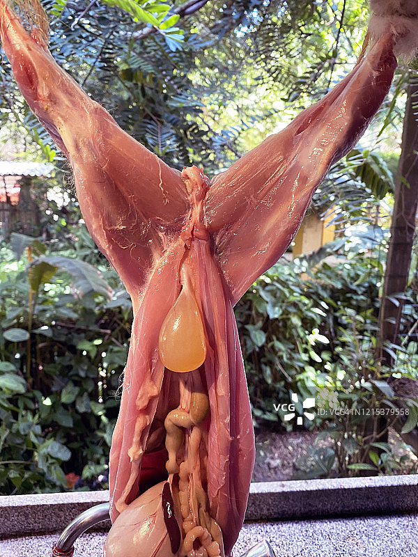 研究兔子的消化和泌尿系统图片素材