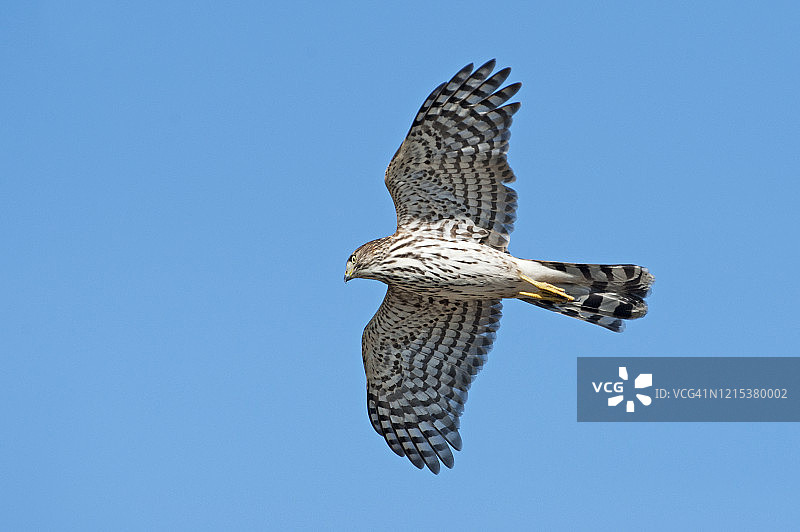飞行中的幼年锐尾鹰图片素材