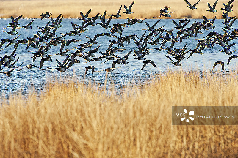 盐沼栖息地中的黑雁群图片素材