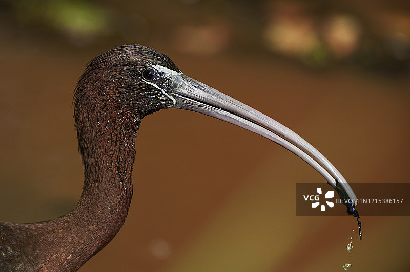 彩鹮特写图片素材