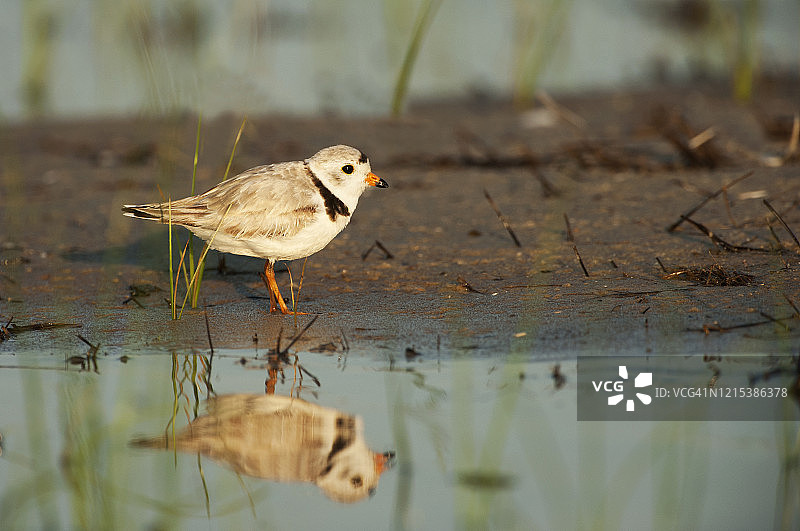 水边的白头鸻图片素材
