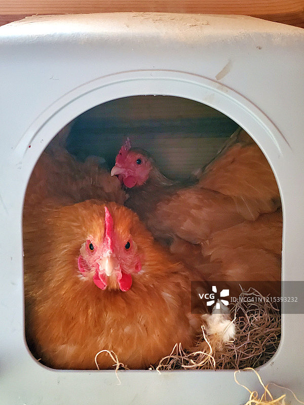 两只浅黄色奥平顿鸡在鸡窝里图片素材