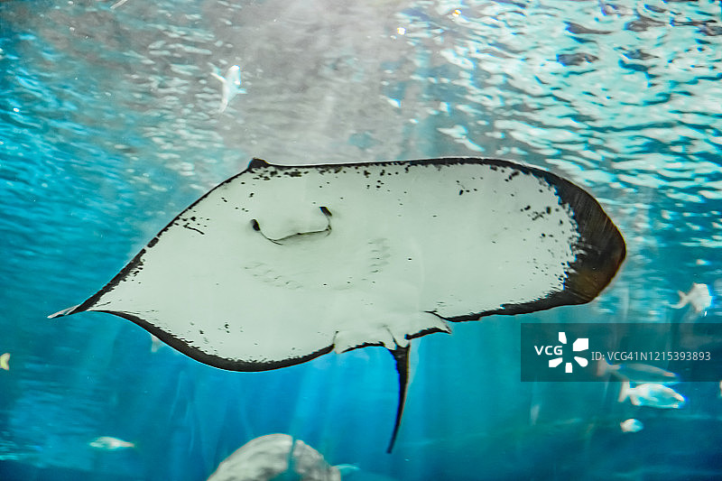 水族馆海洋生物样本图片素材