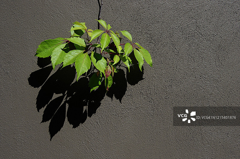 灰色粉刷灰泥墙上的五叶地锦图片素材