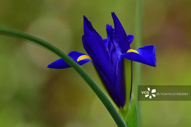 鸢尾花系列图片素材