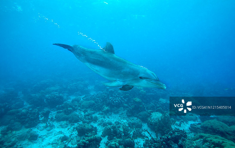 加勒比海的海豚图片素材