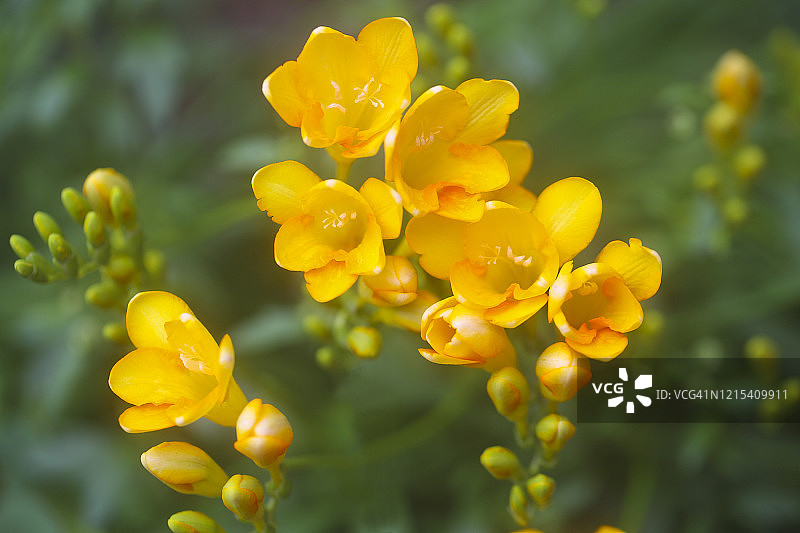 小苍兰图片素材